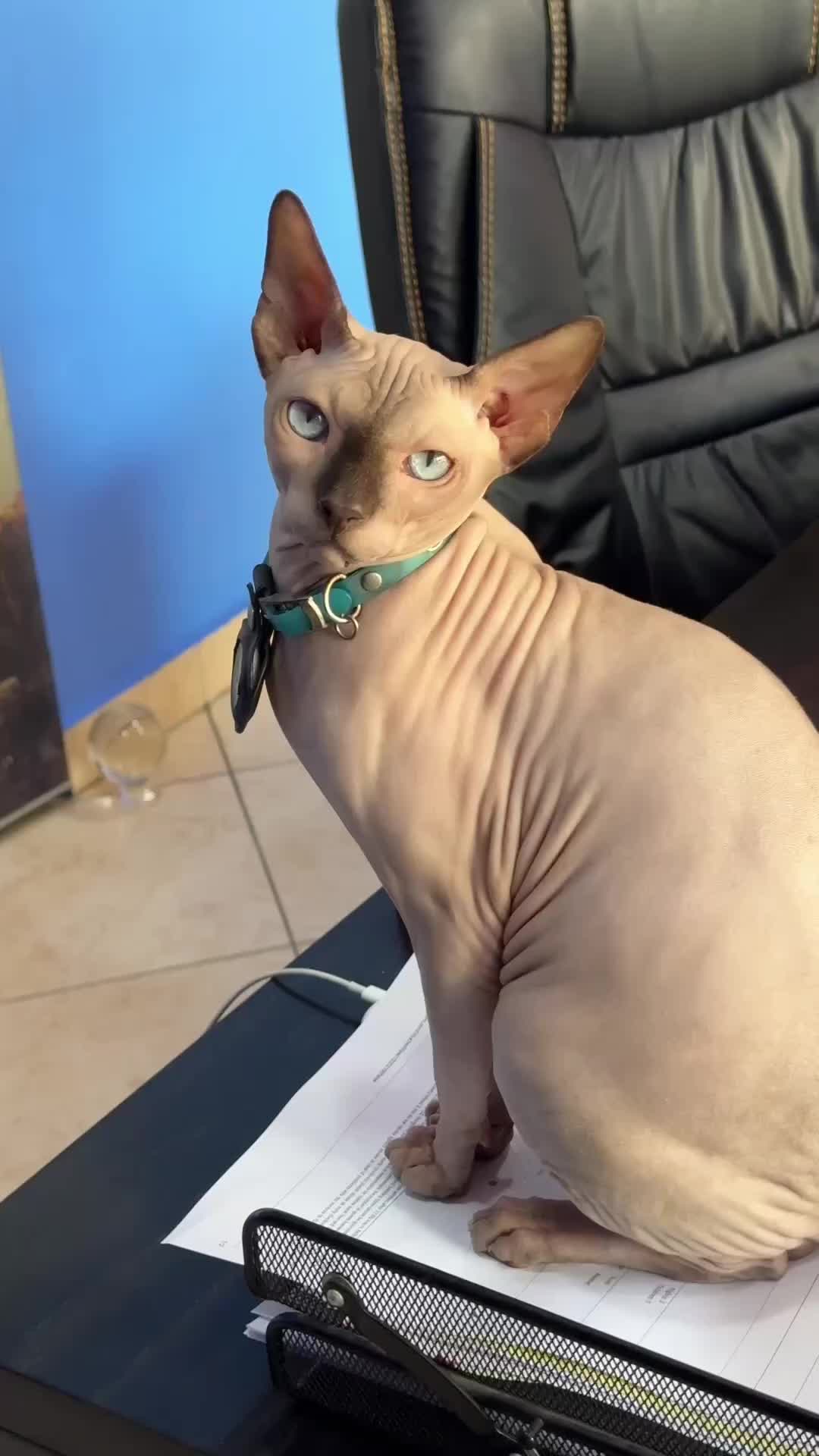 @lord.hugo