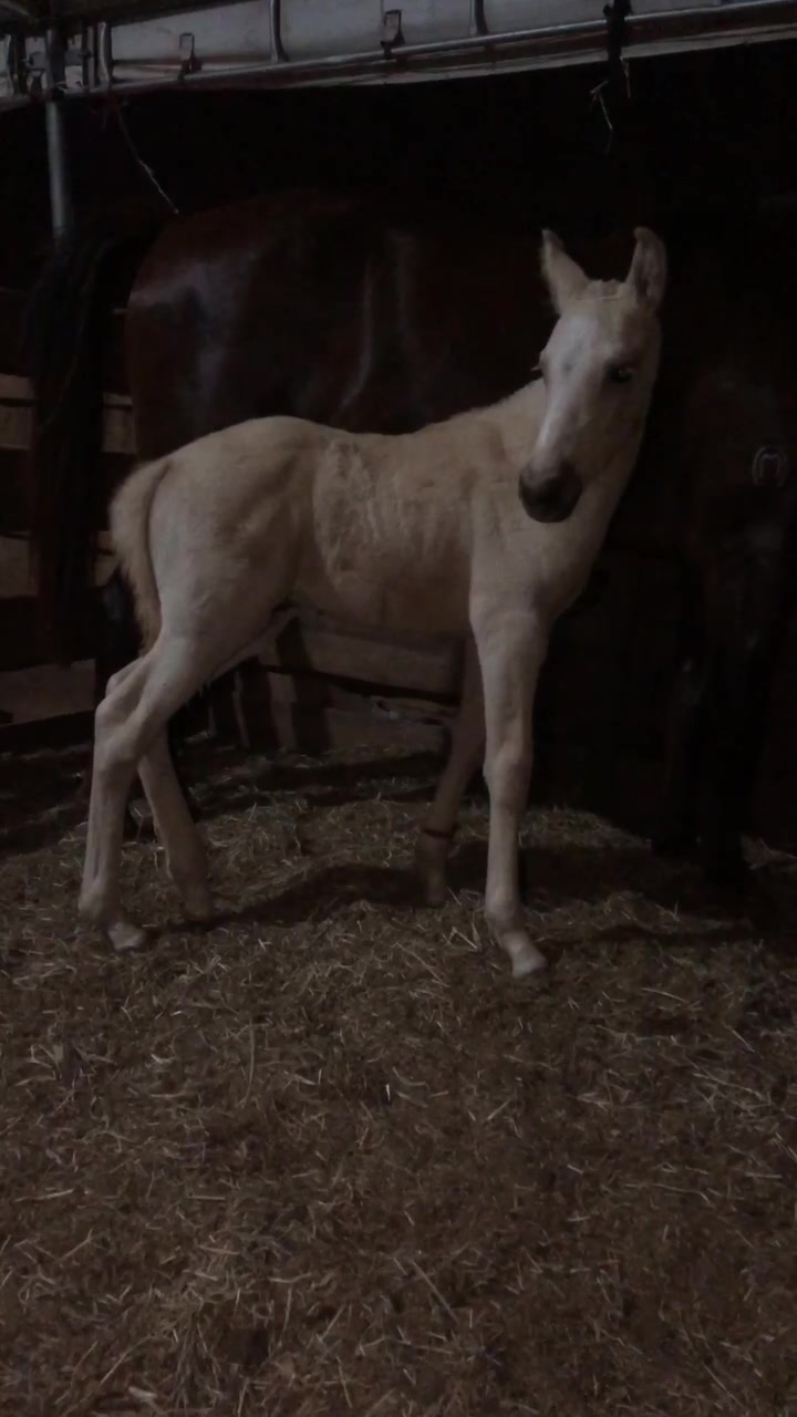 @Haras Z&eacute; Galego