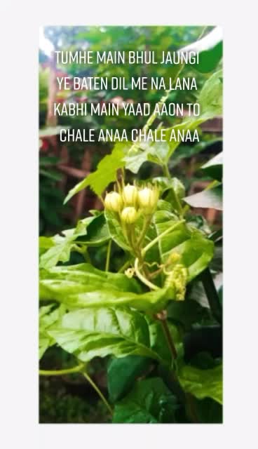 @Shamshin__ Fatima