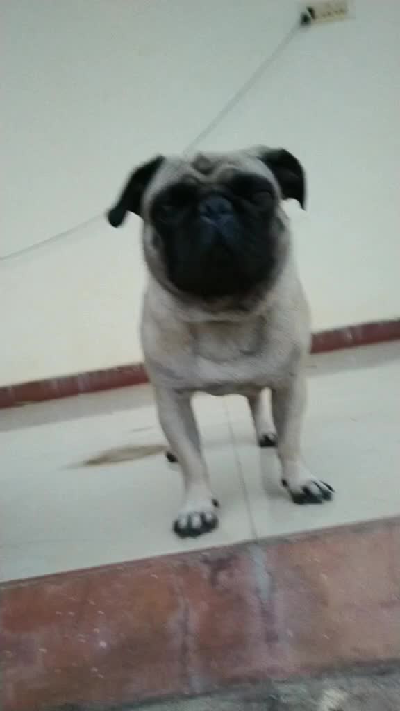 @venugopal