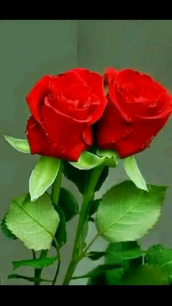 @Lovely Queen