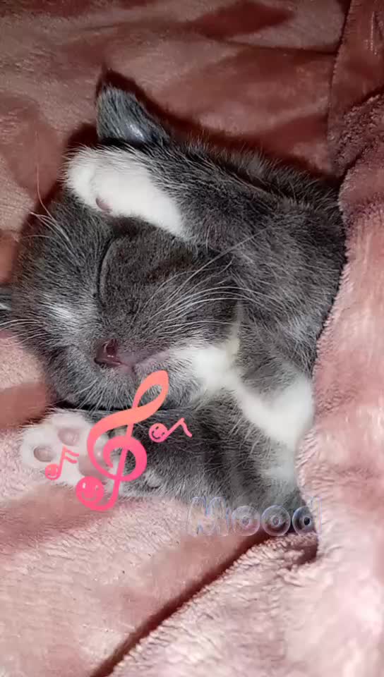 @Russianbluekittyskye