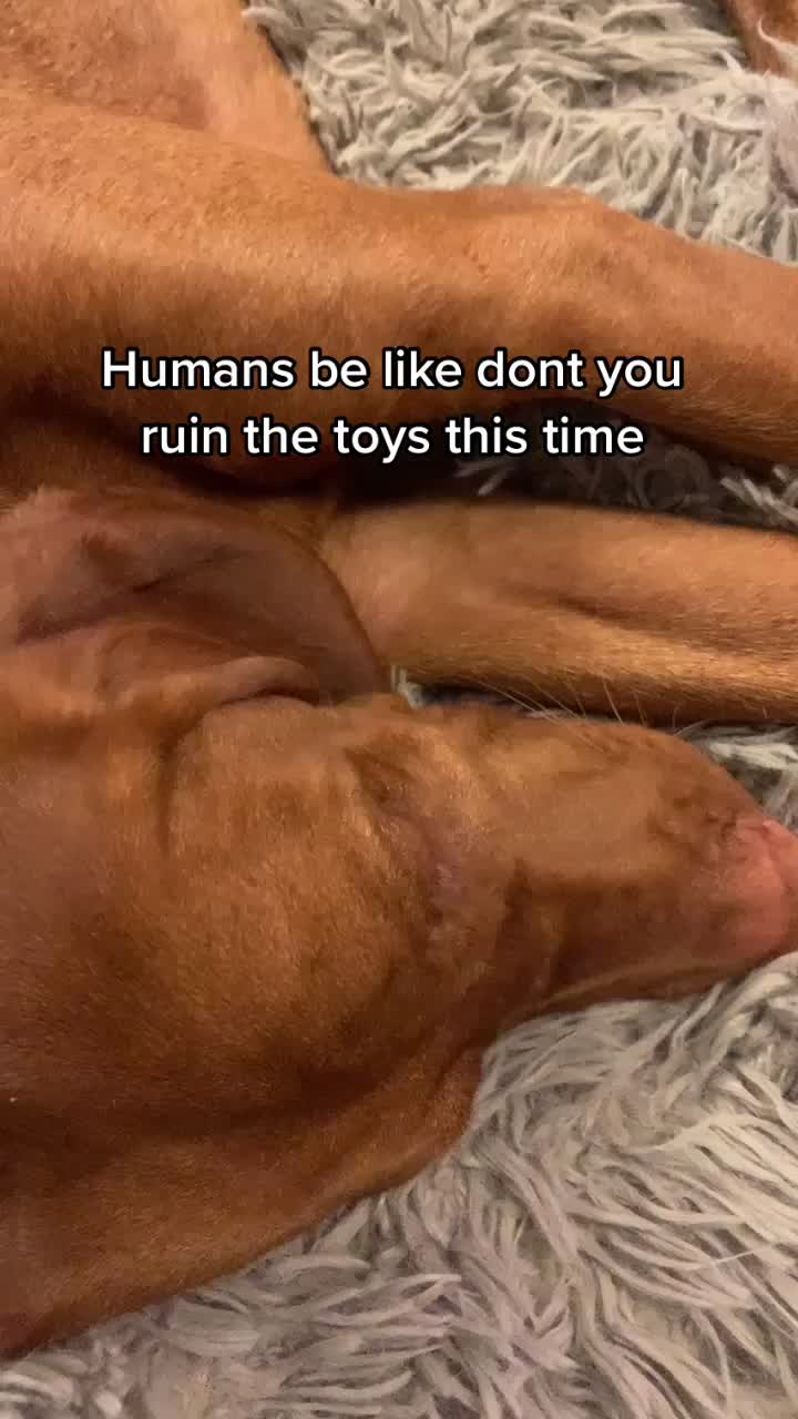 @Just that adorable pup