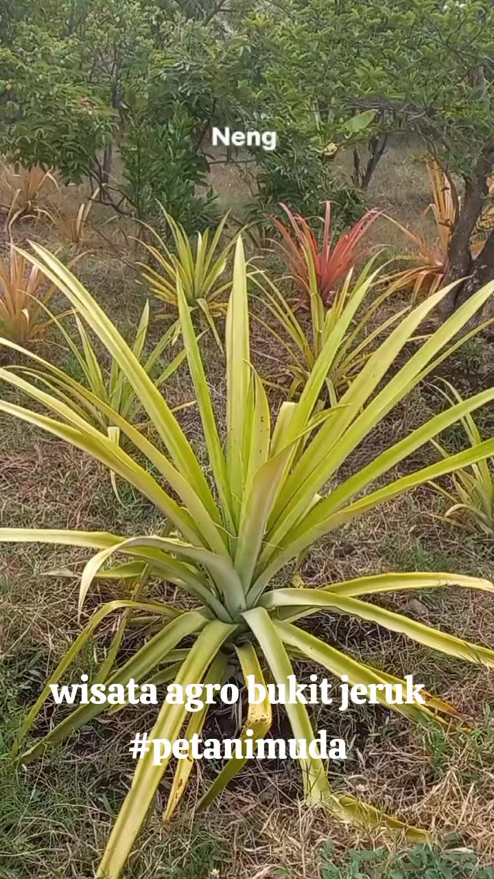 @Wisata Agro Bukit Jeruk