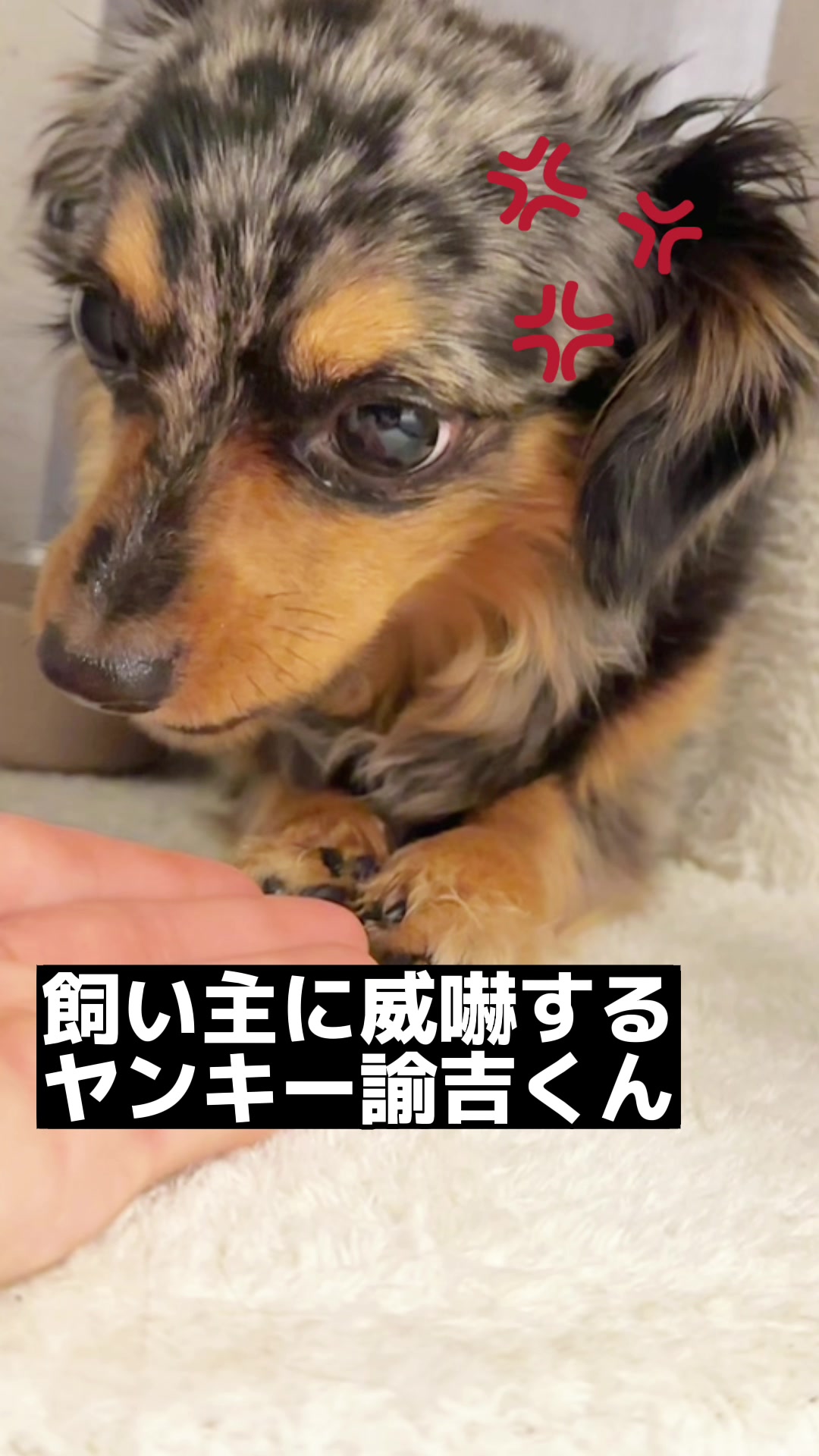 @チワックスの諭吉くん🐾