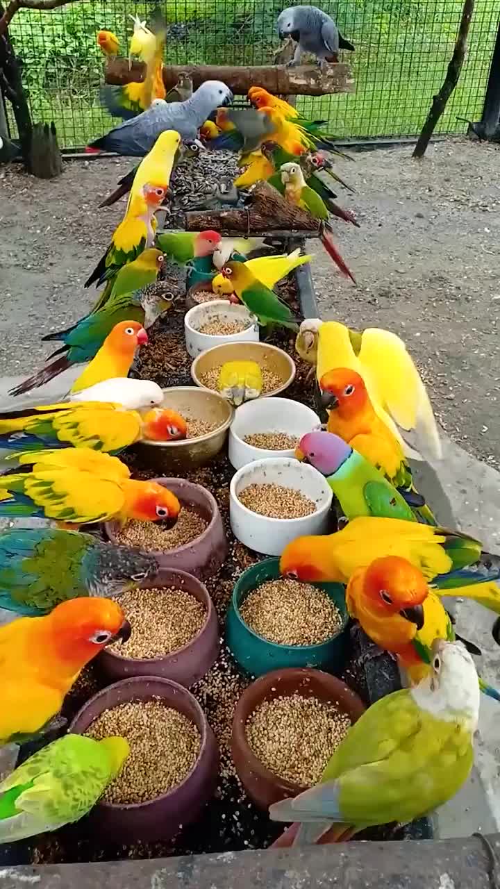 @L A Mirani