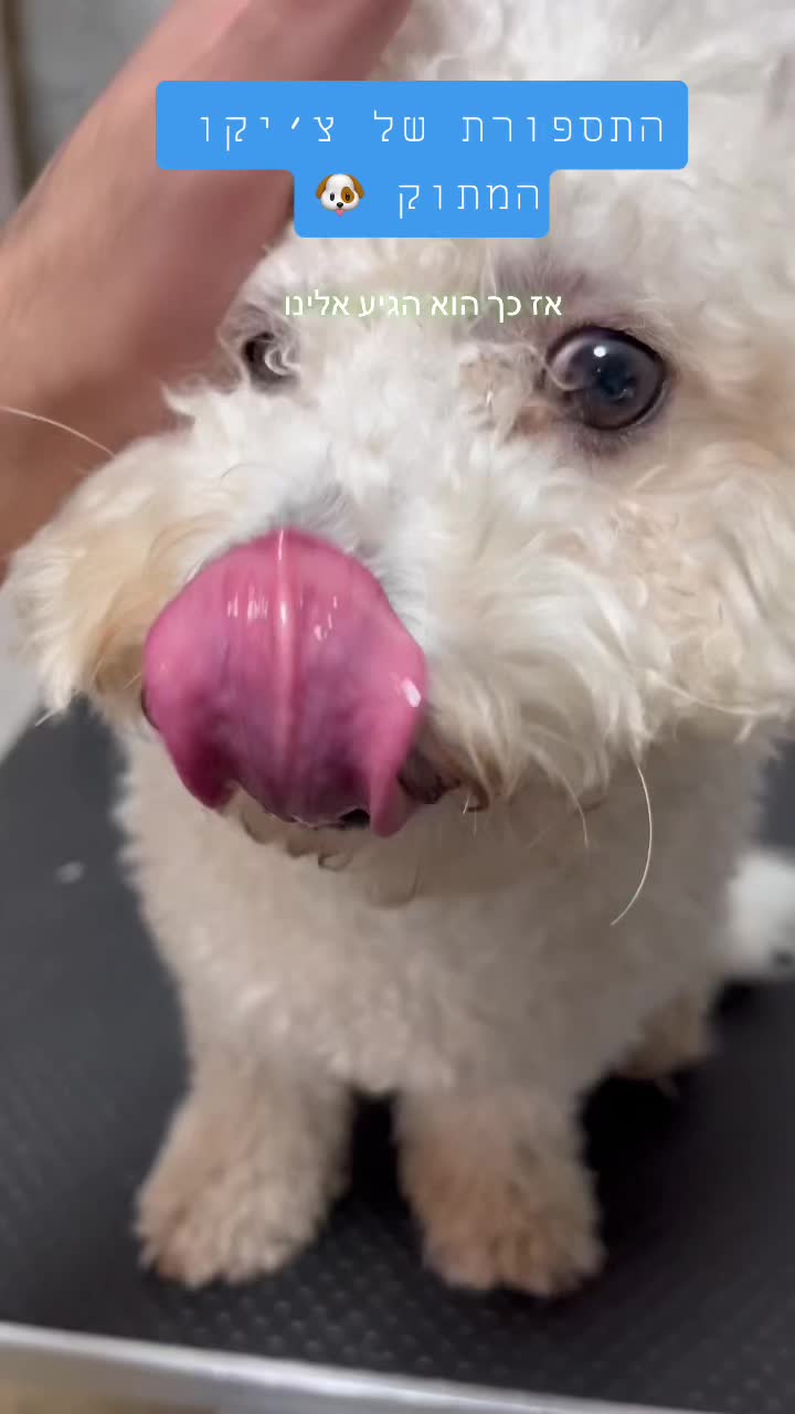 @ספר כלבים 🐩✂️