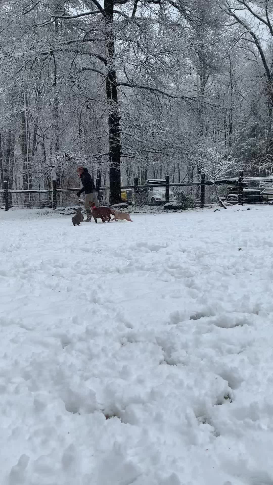 @Mount_Ruckus_Kennels