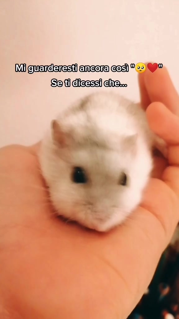 @susi_and_animals🐭🍀💕🎇