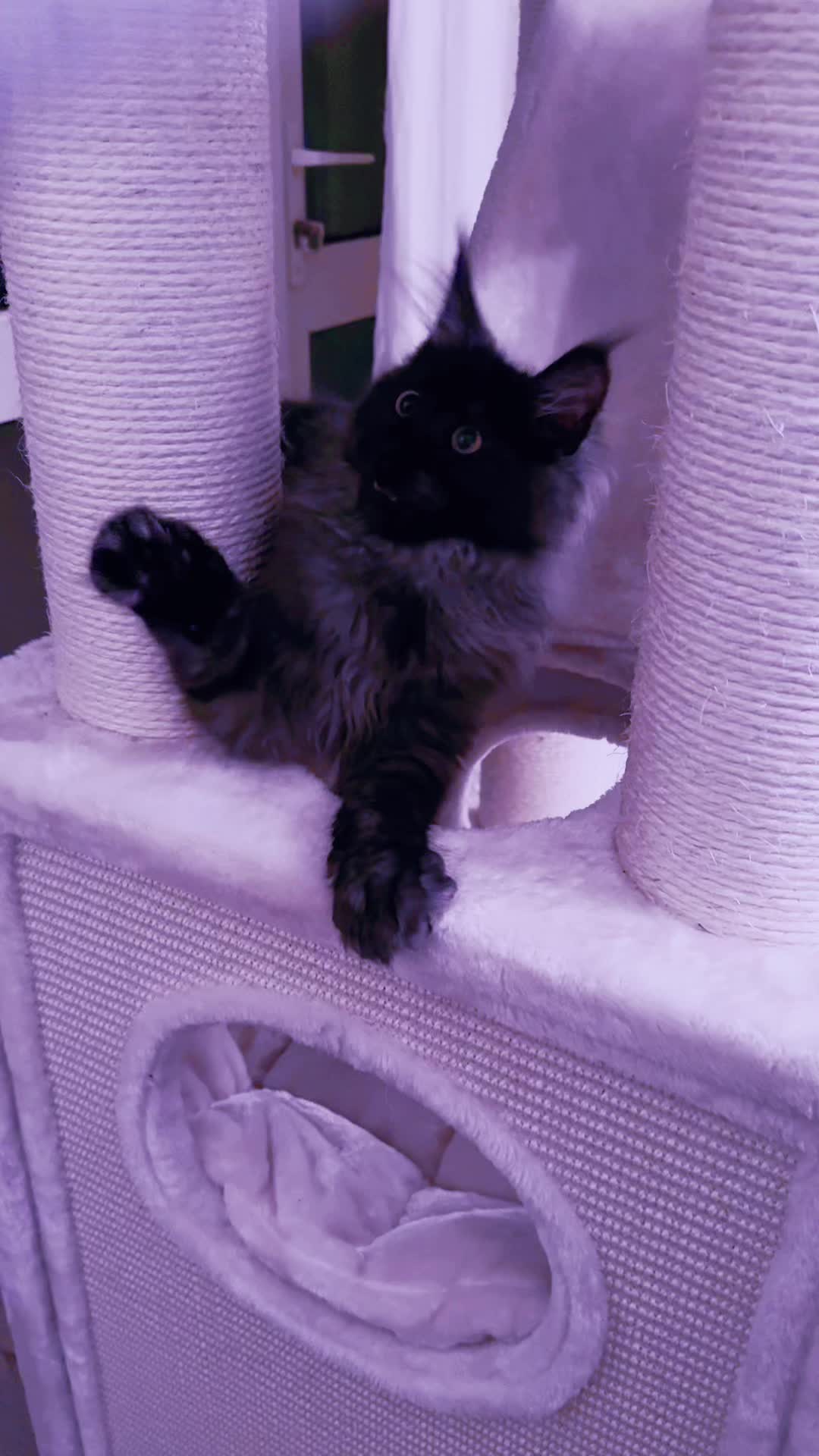 @saint.cat