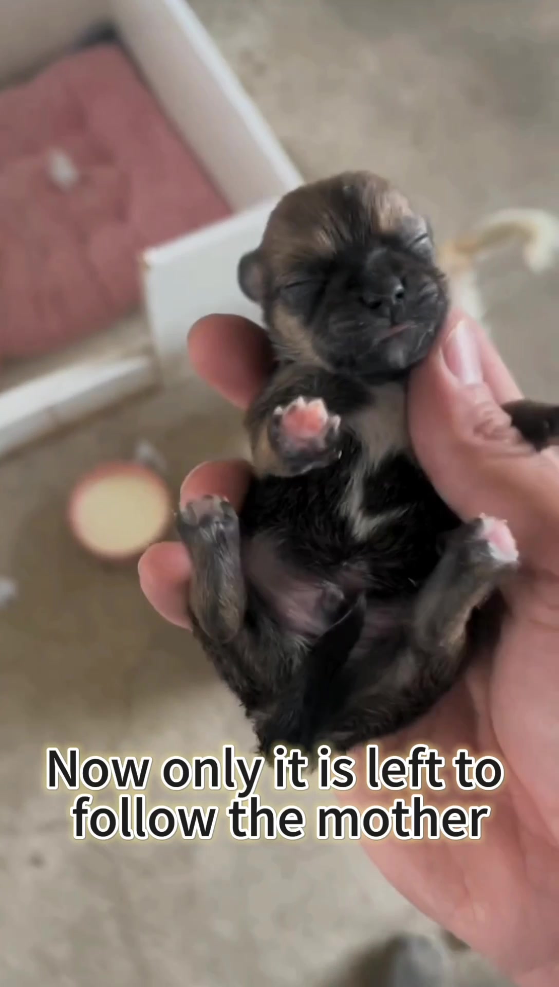 @Cats and dogs