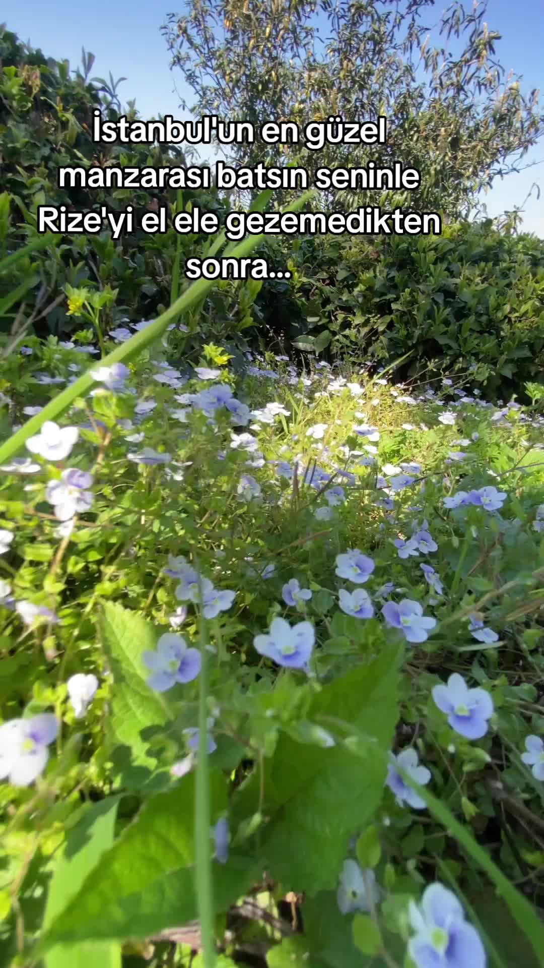 @mzffr