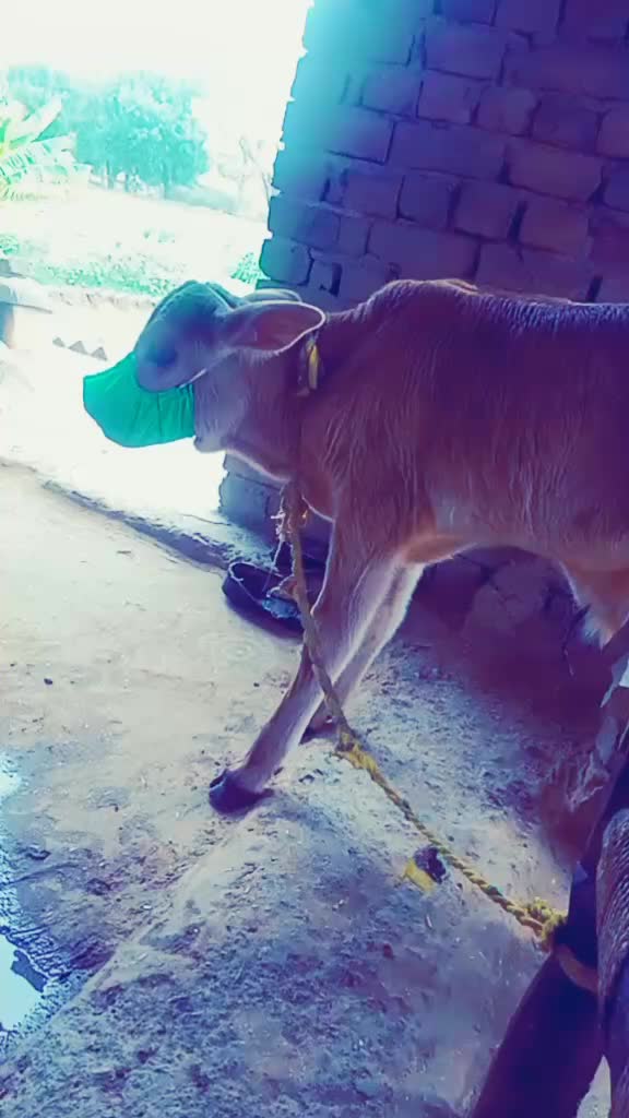 @गुरु शर्मा किंगDJ93