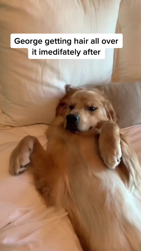 @George The Golden
