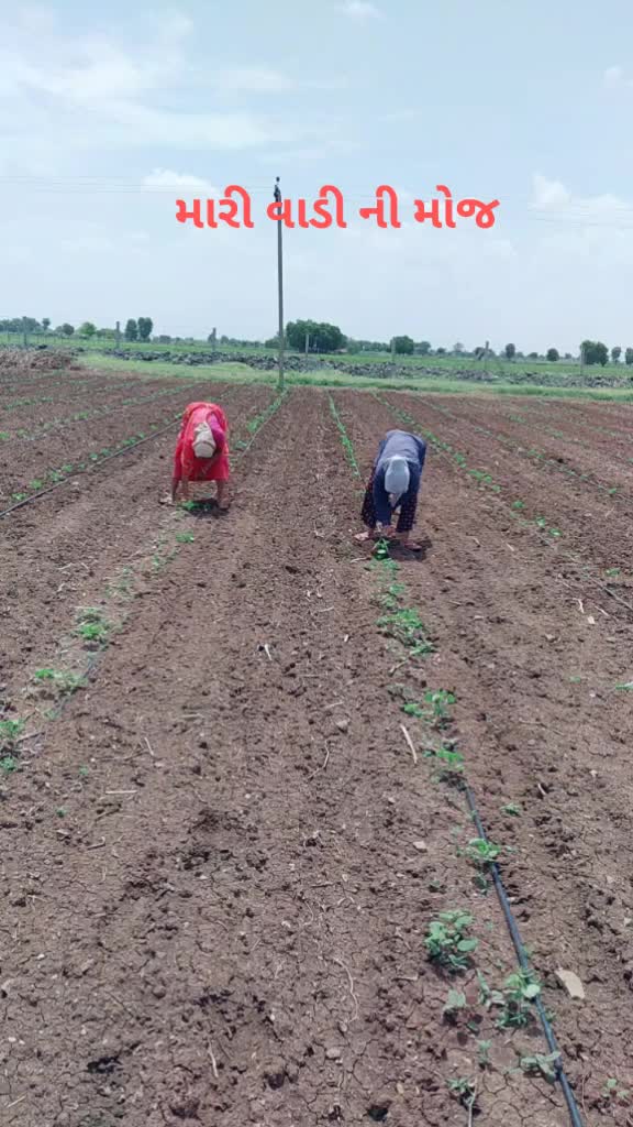@ચાવડા અરવિંદ ભાઈ