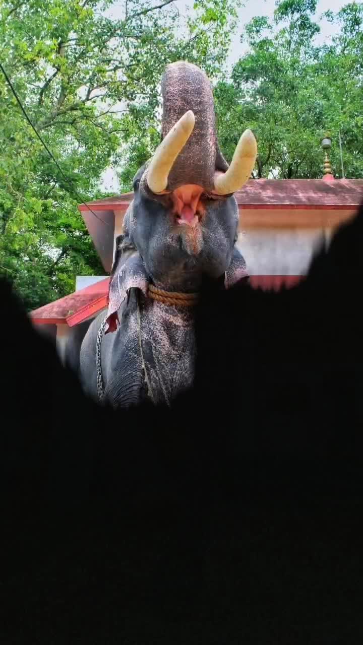 @മൂക്കുത്തി പെണ്ണ്😍