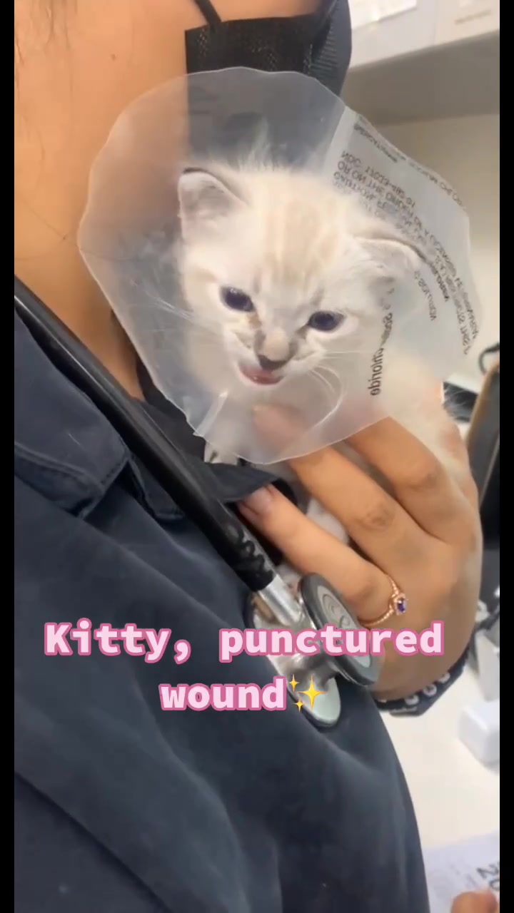 @Queen yetz✨💞🐾