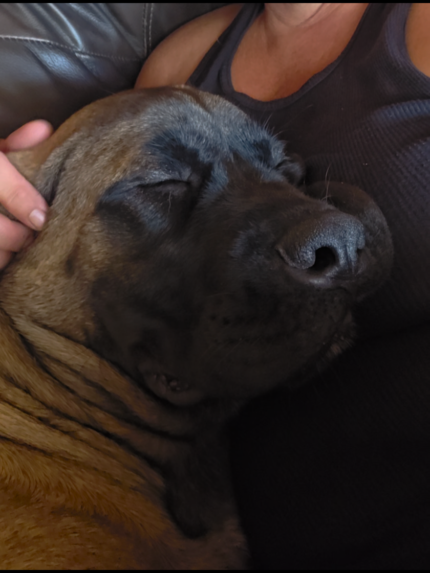 @Maple Mastiffs