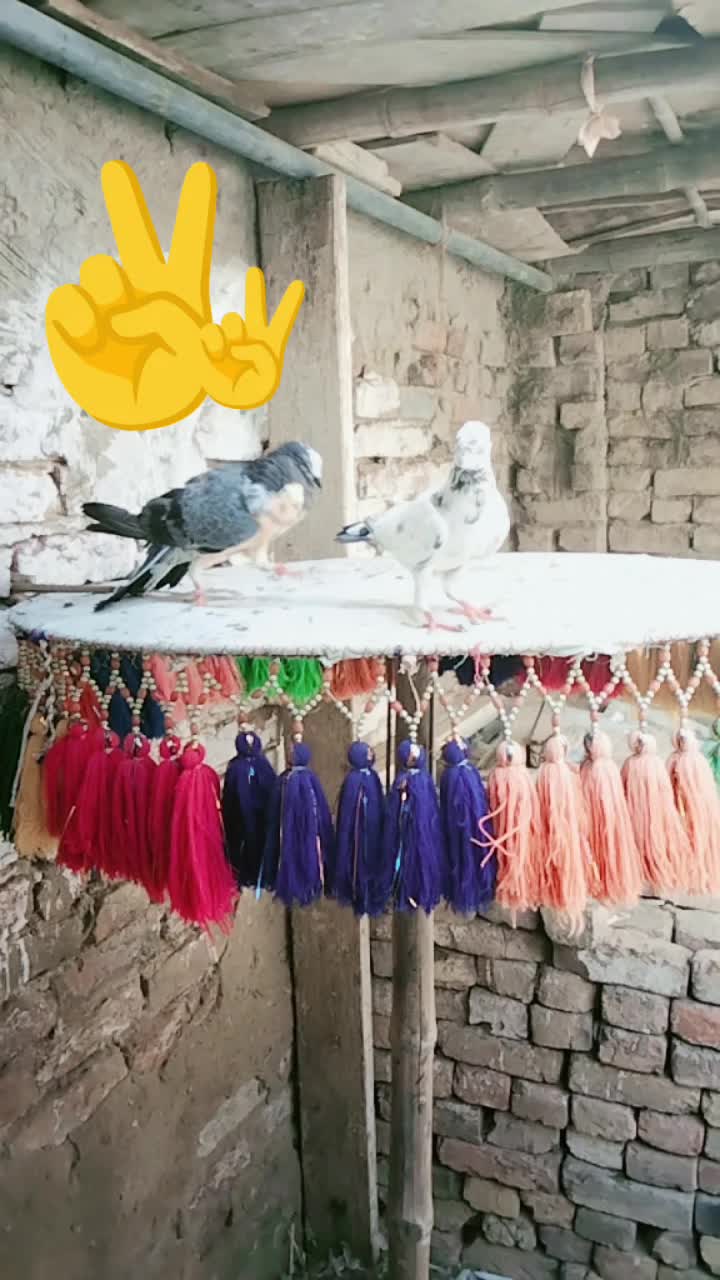 @Juman Saand02