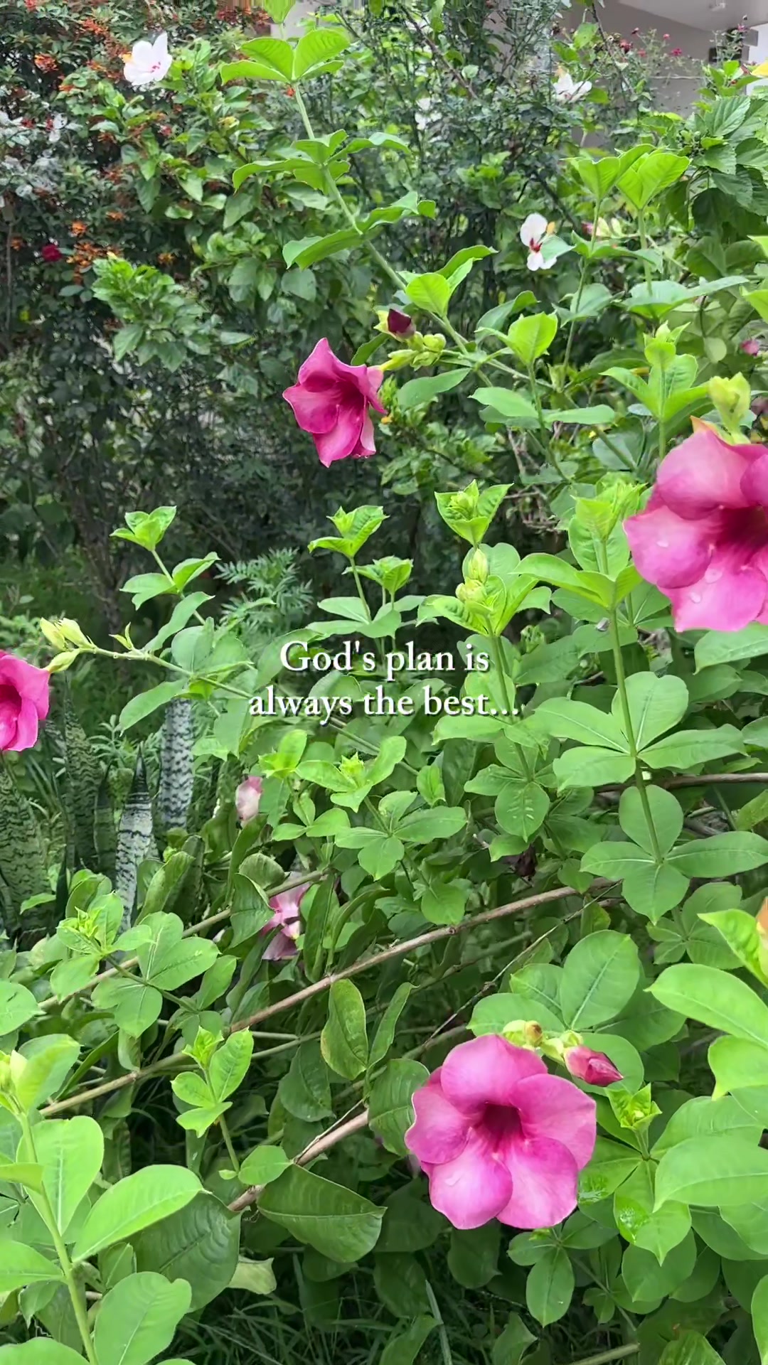 @Peonaz🧿🪬🍀