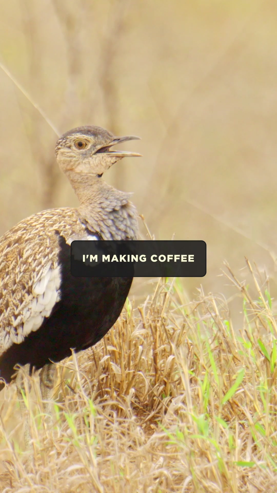 @Kai Meyer | Wildlife Filmmaker
