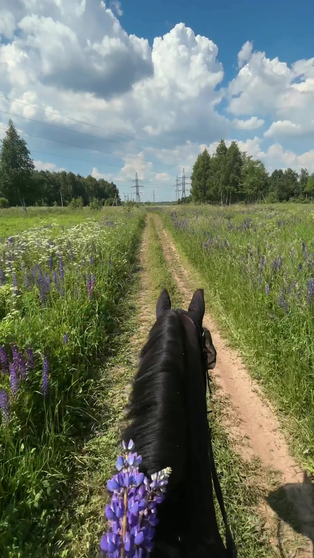 @пыликуснул