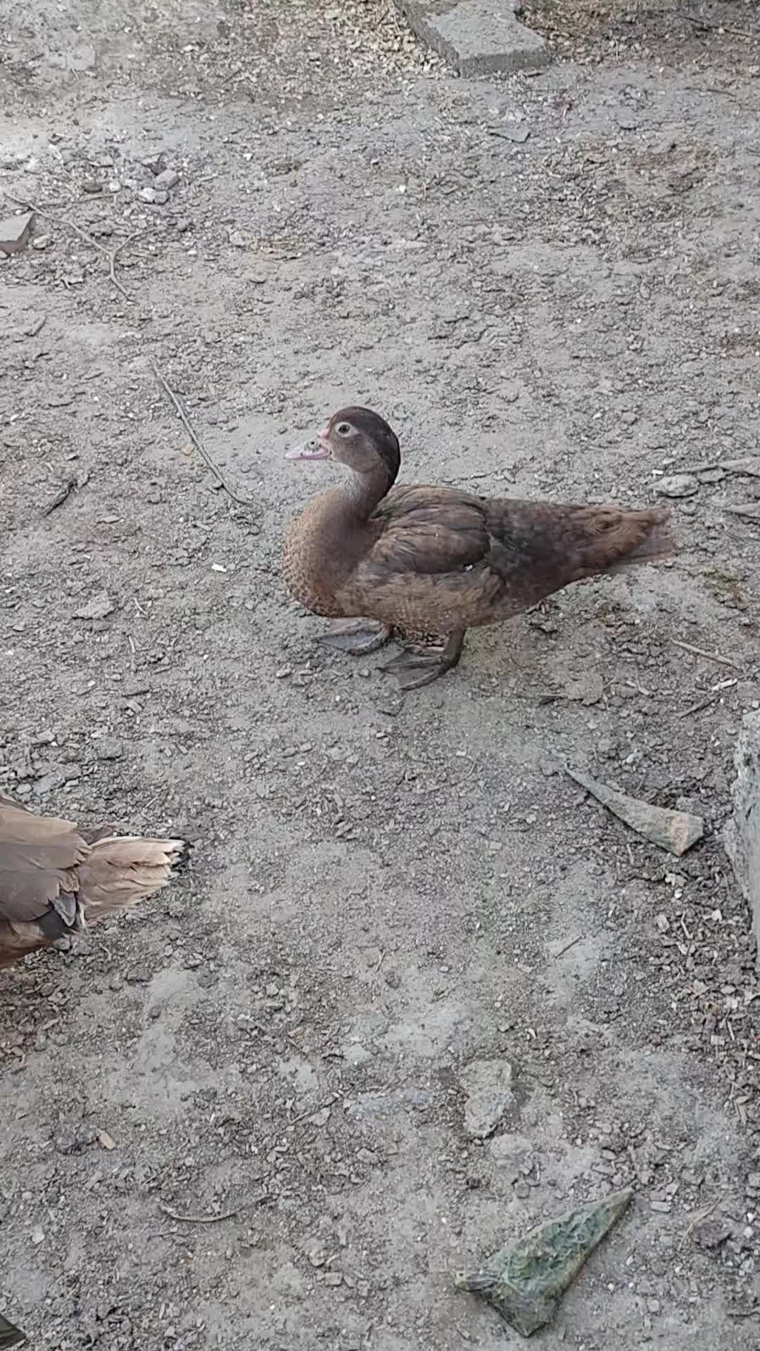 @MAŞTAĞA_QUŞCULUĞ