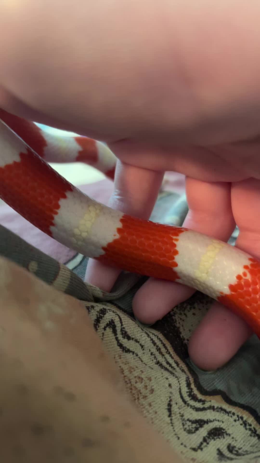 @snake._.tales