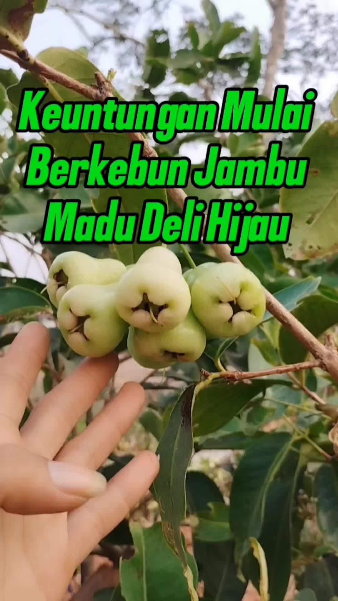 @Bukit Farming