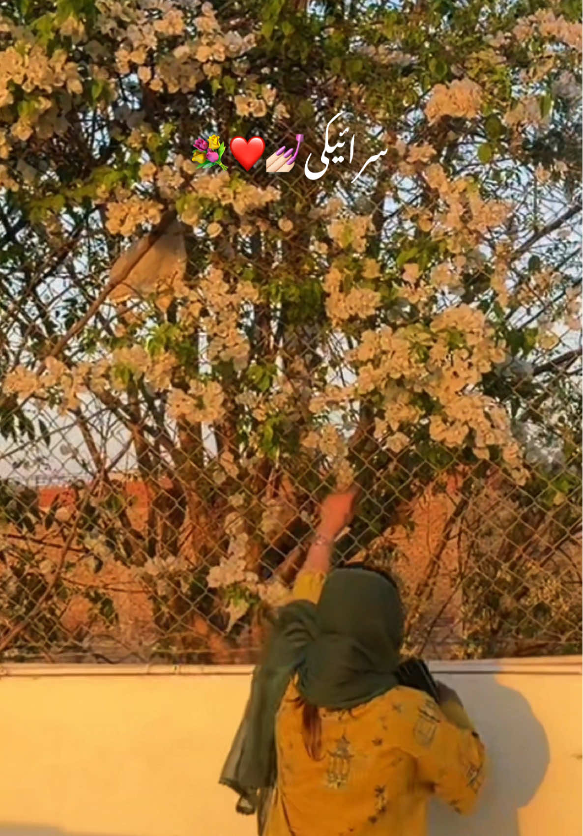 @@she.exe🔋
