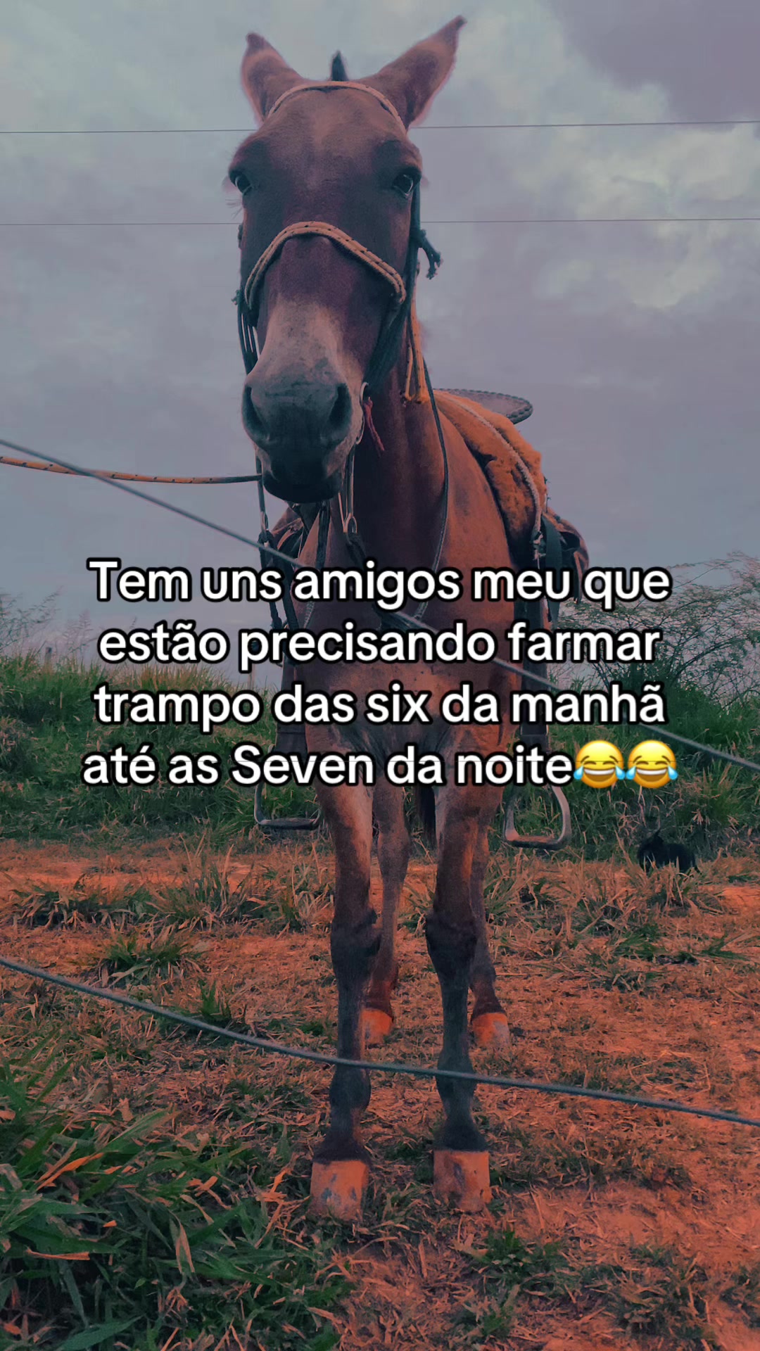 @📿K&Aacute;SSIO.agro𓃗🤠