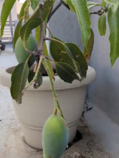 @Grow Garden | Plantas