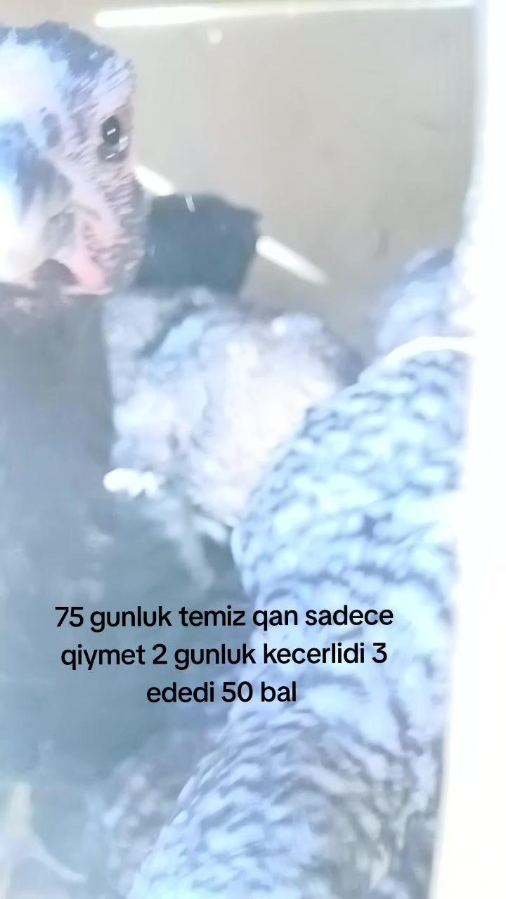 @HERATİ SATİŞİ