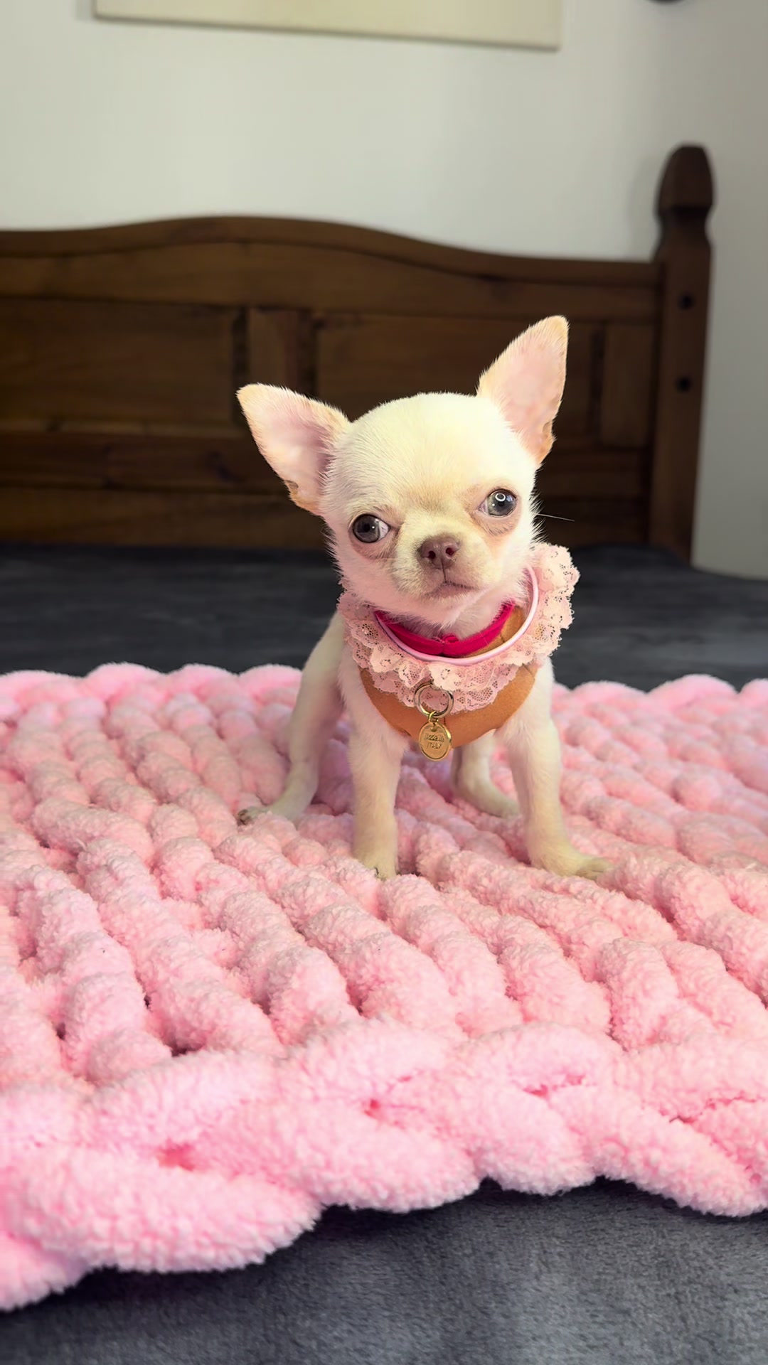@teacupchihuahua