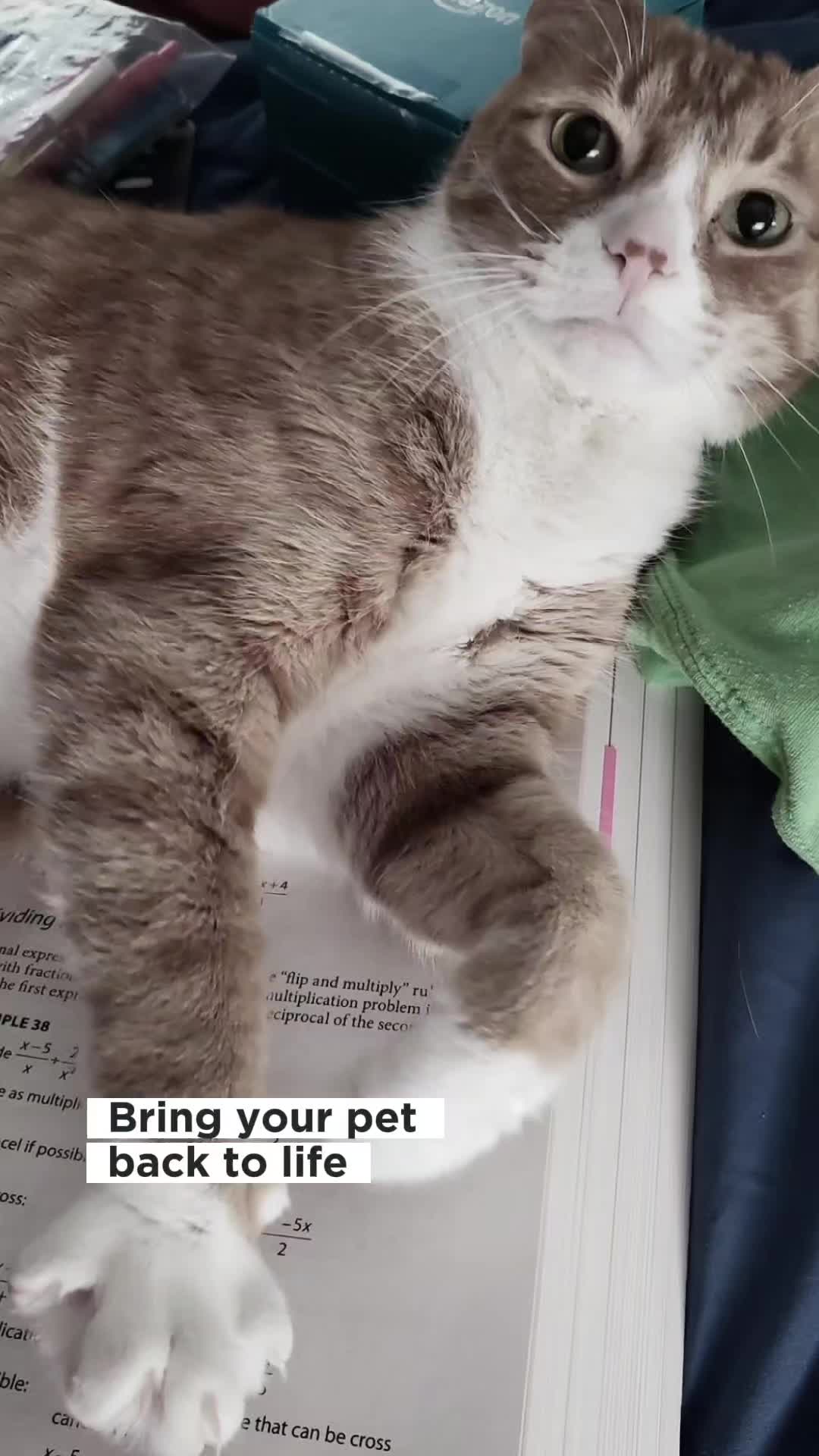 @HappySlappyTimes 🐢 😺