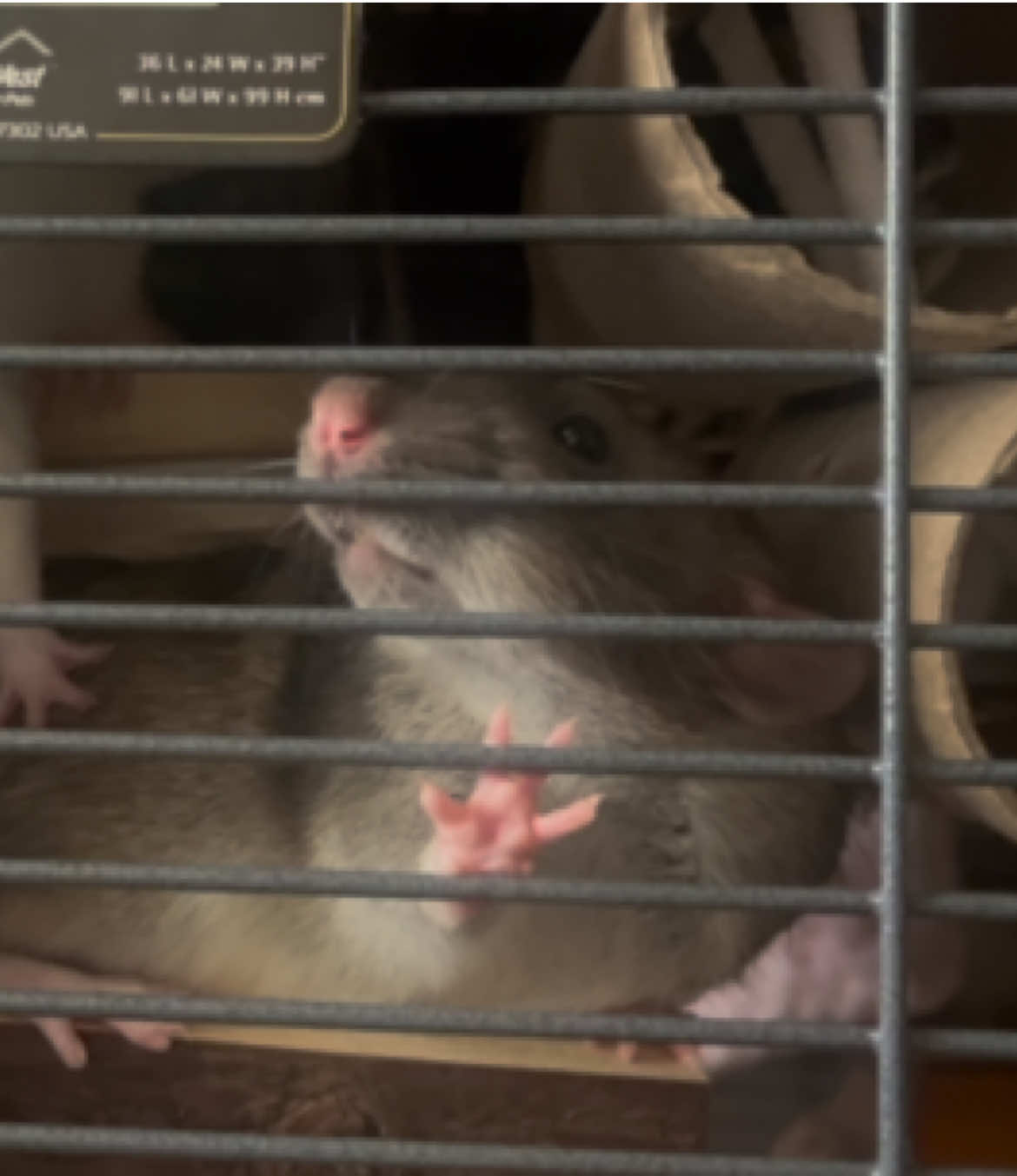 @green 🐀🫧