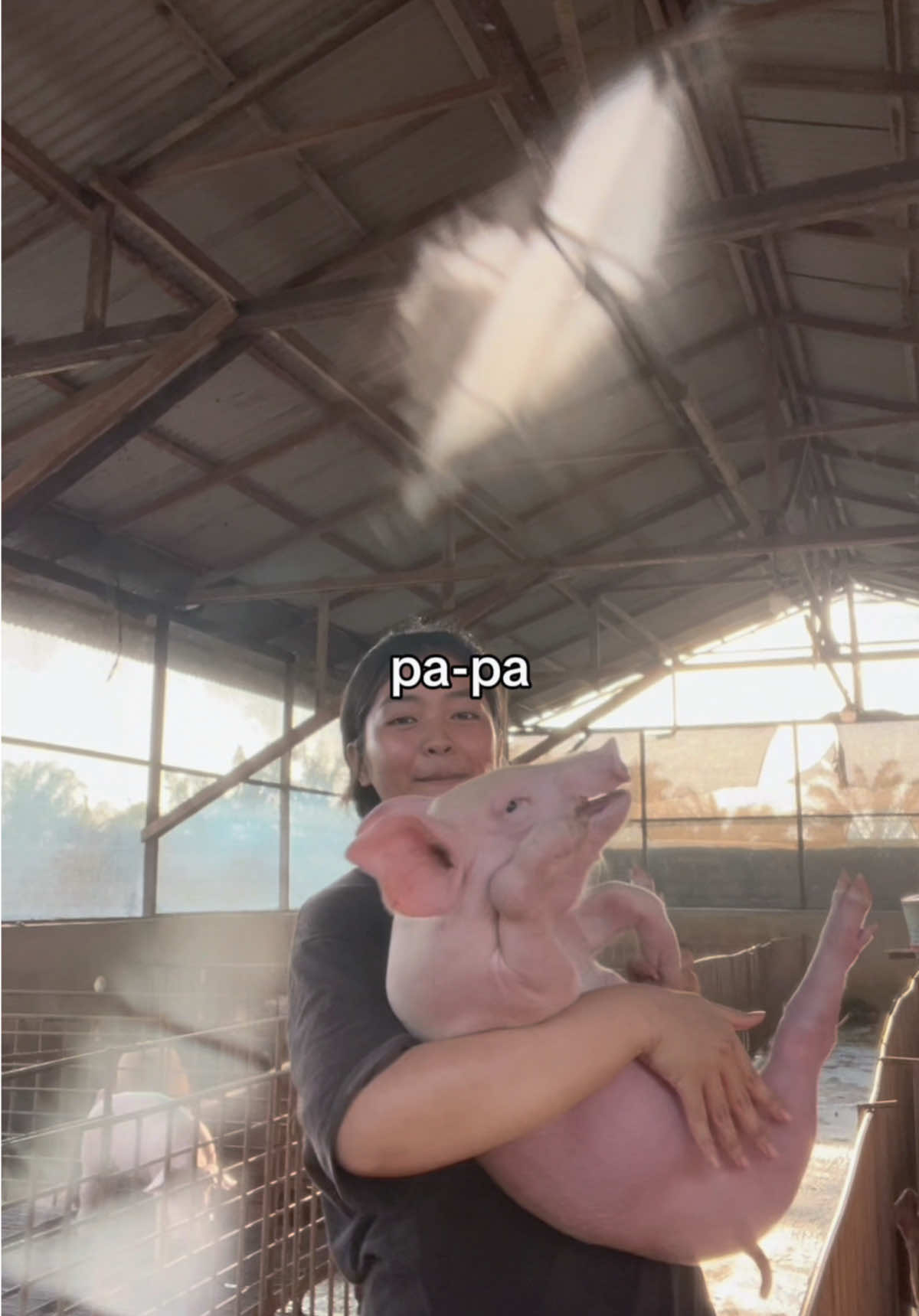 @Twinspiggyfarm01