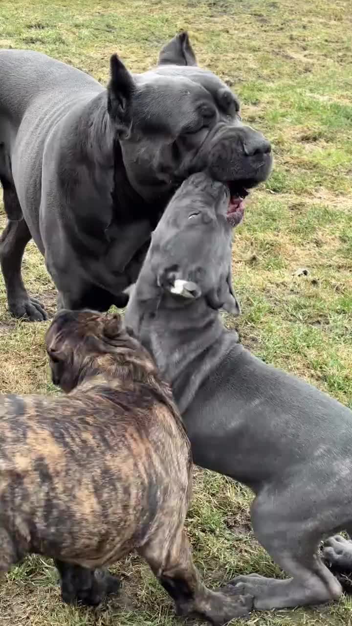 @Cane Corso For Adoption