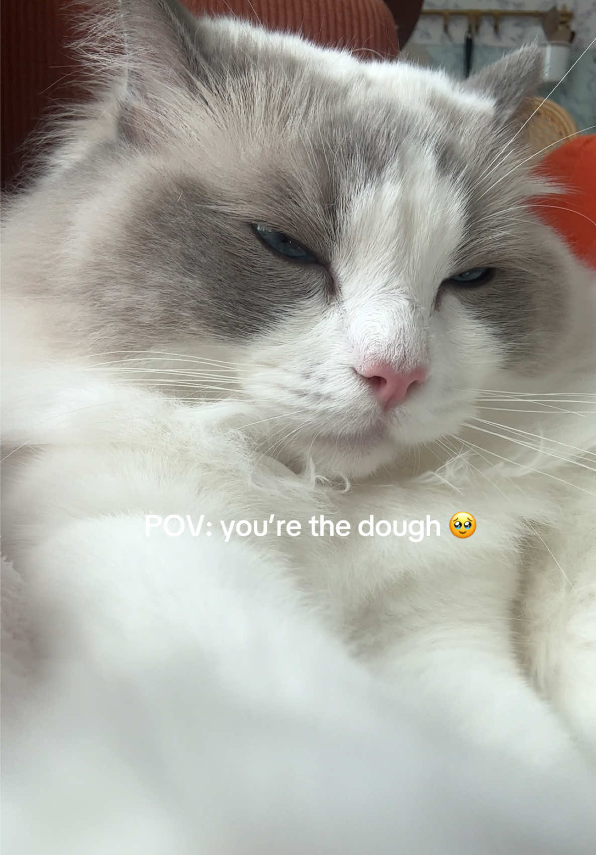 @Sirius Ragdoll