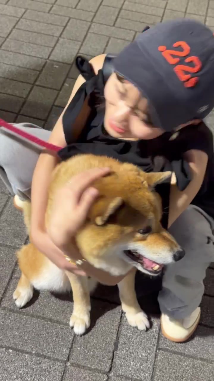 @柴犬むーちゃん
