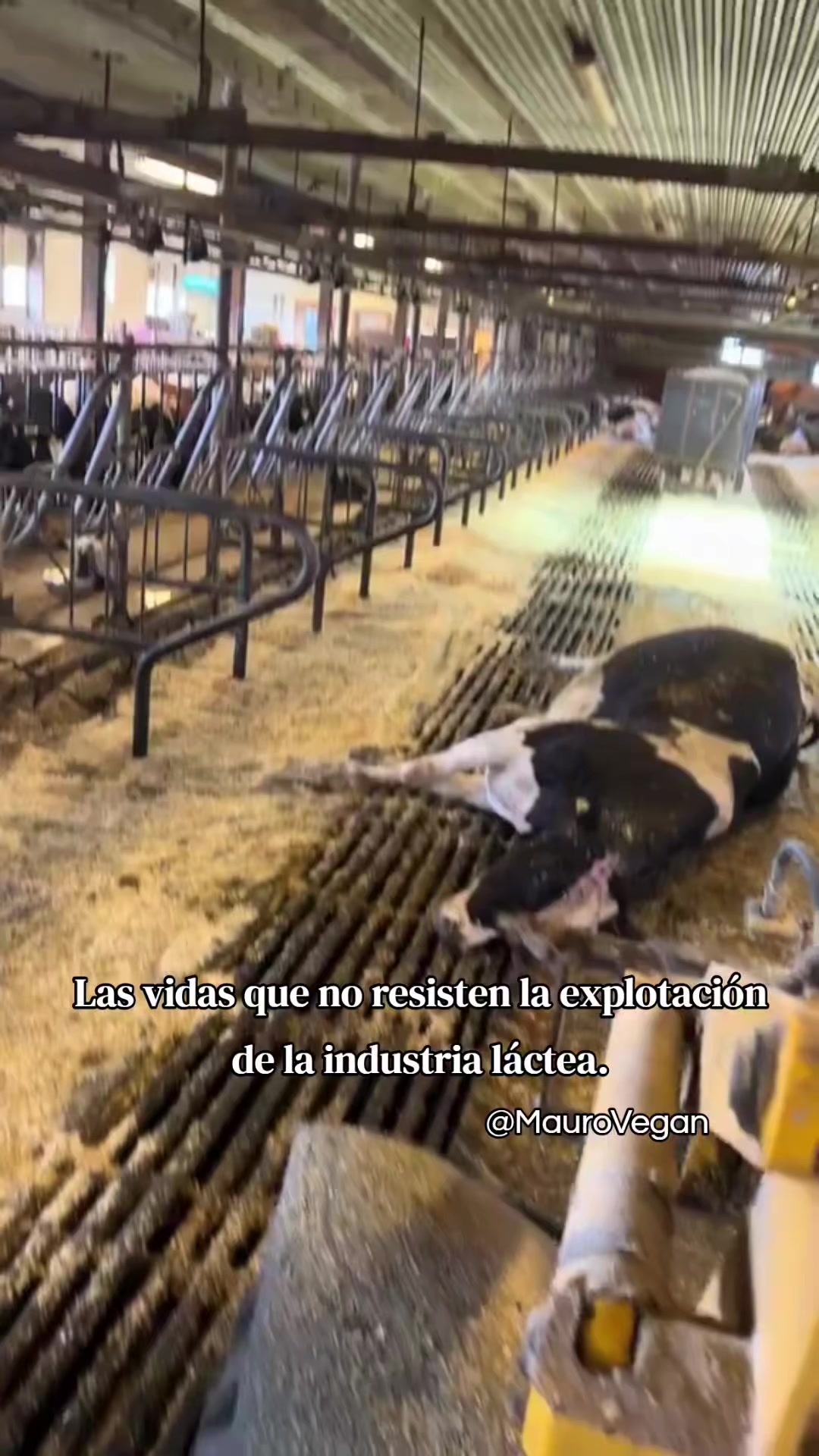 @Mauro Vegan🐑