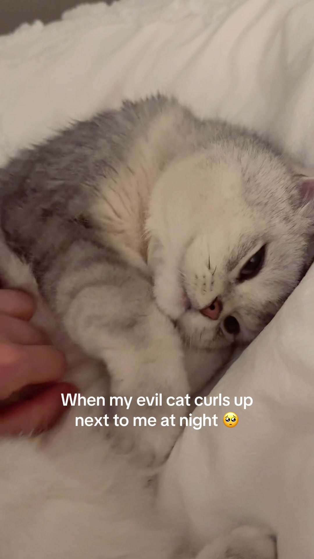 @Ollie the Cat