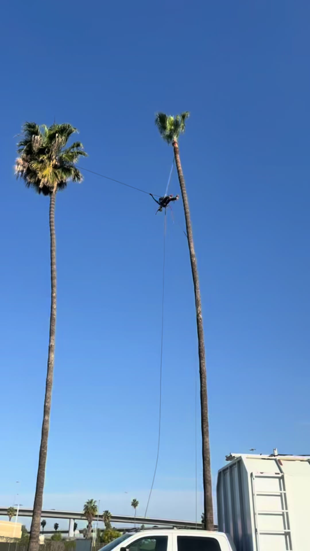 @fidel_treeexperts