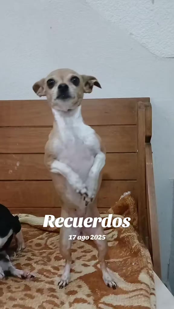 @luiselpollo95