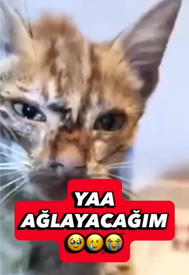 @kedifanatikleri