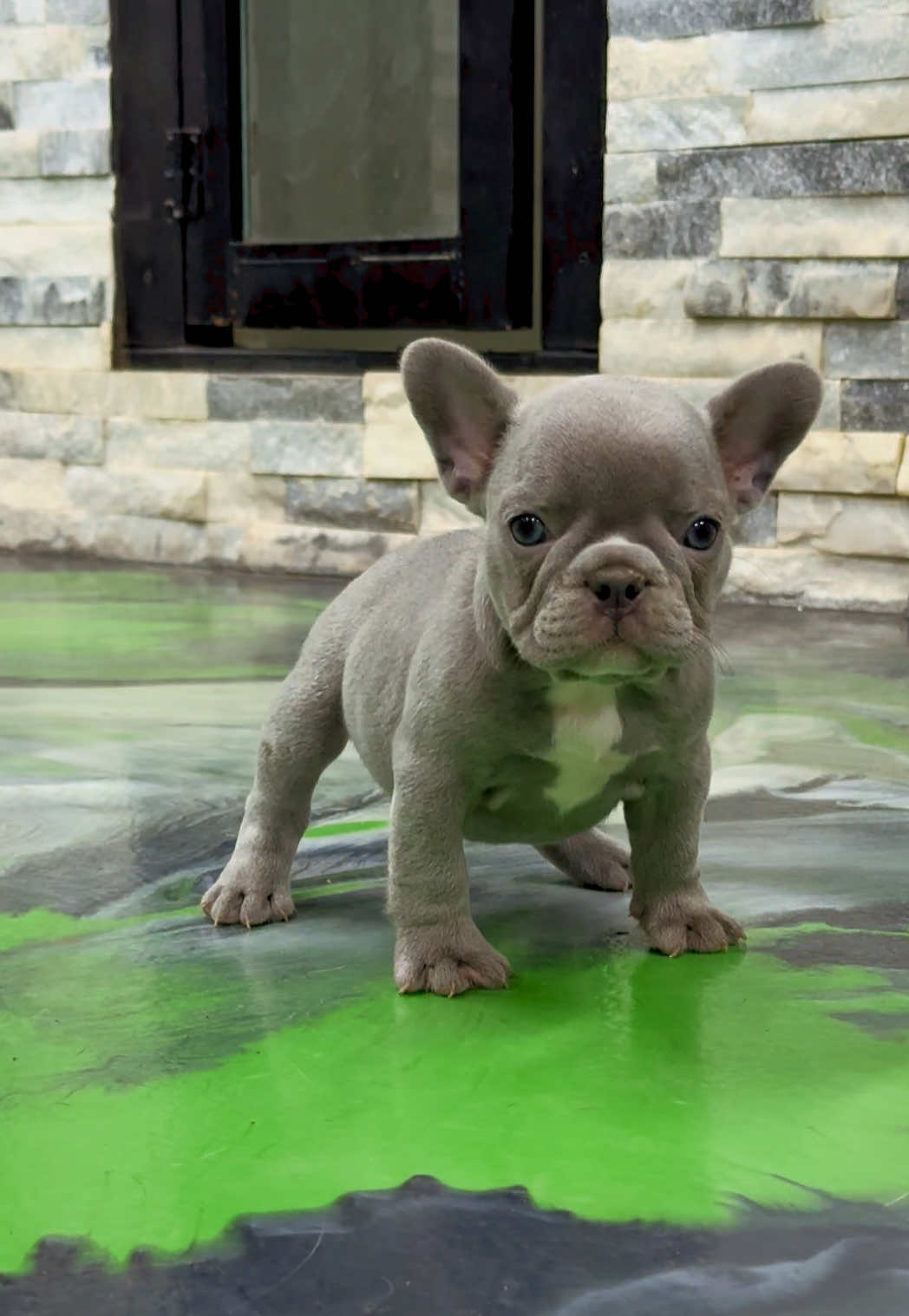 @The Bulldog Breeder