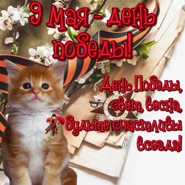 @котики на каждый день