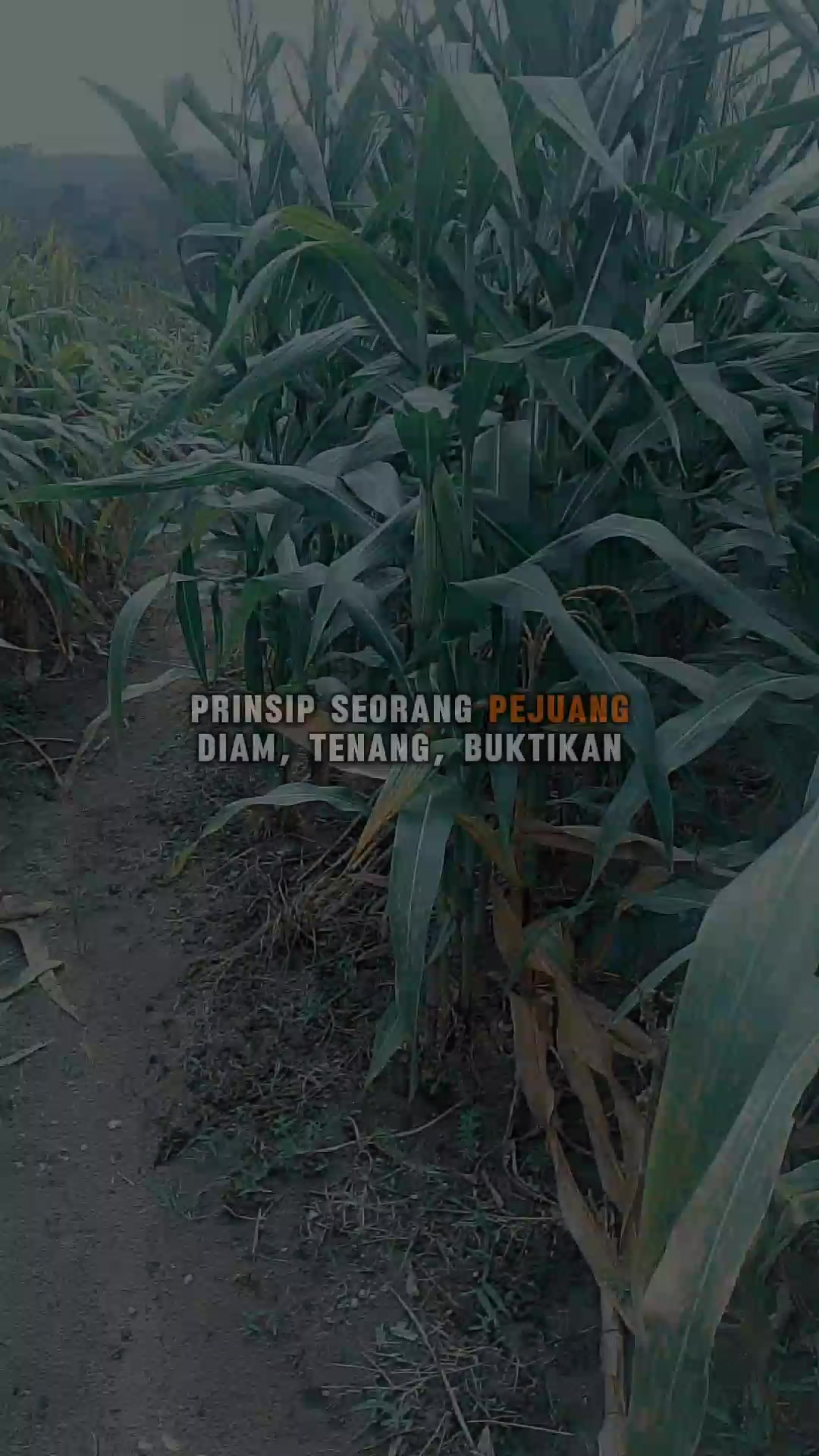 @petani melenial