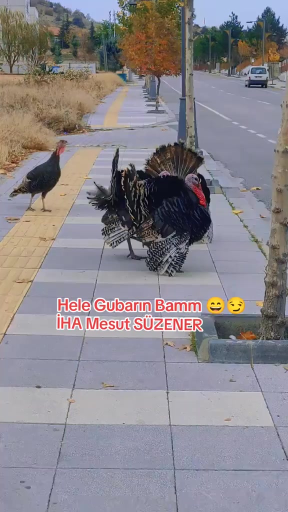 @mesut süzener
