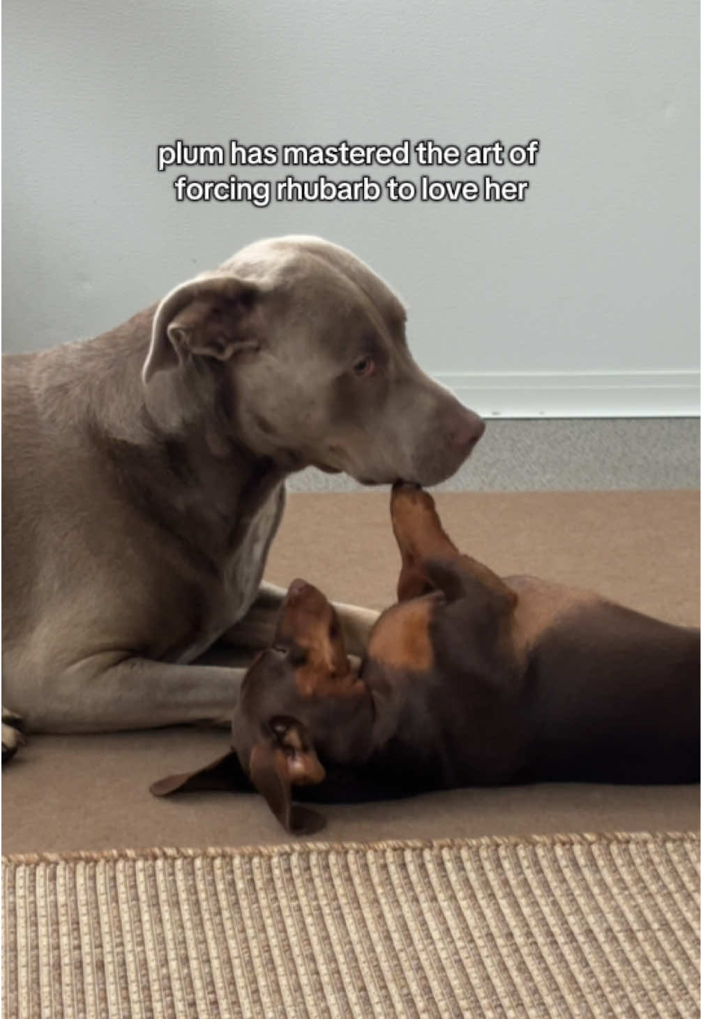 @rhubarb the doggo